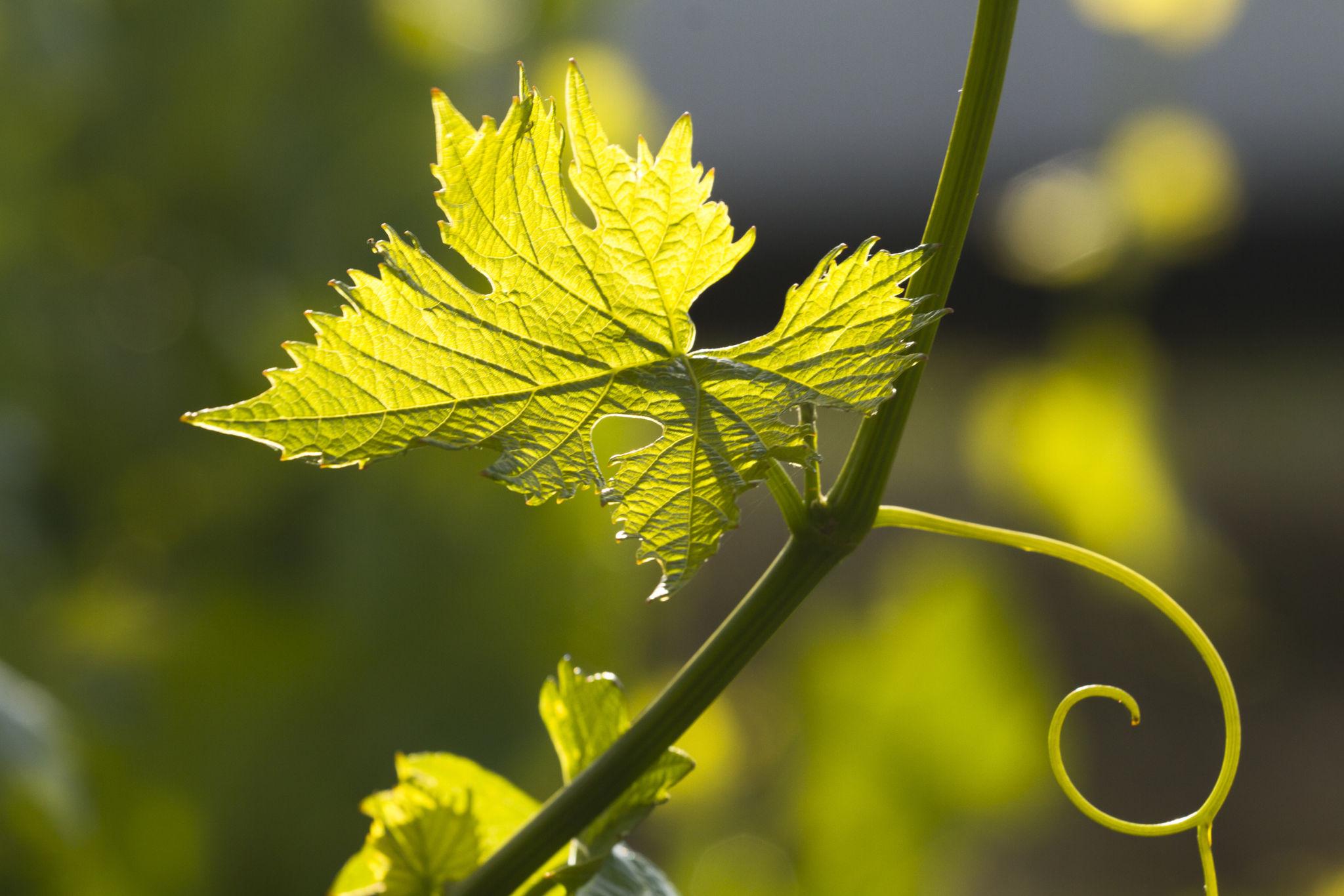 Grapevine canopy