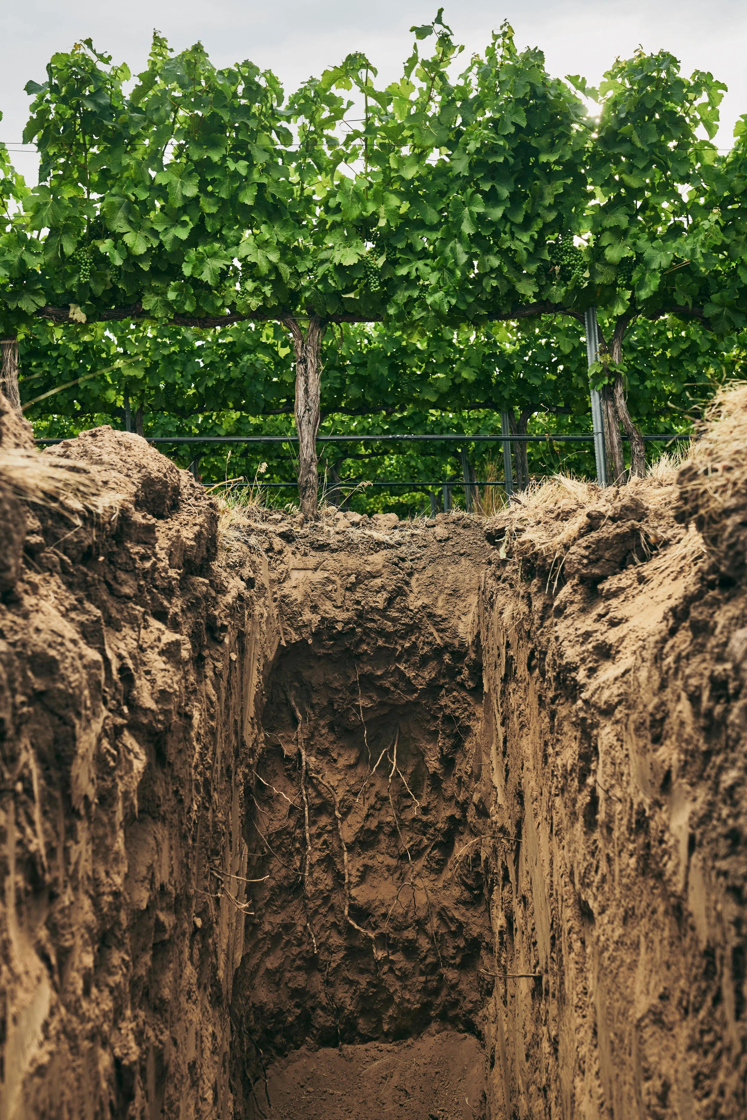 Soil profile and root zone